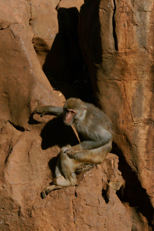 猴子在岩石上休息图片