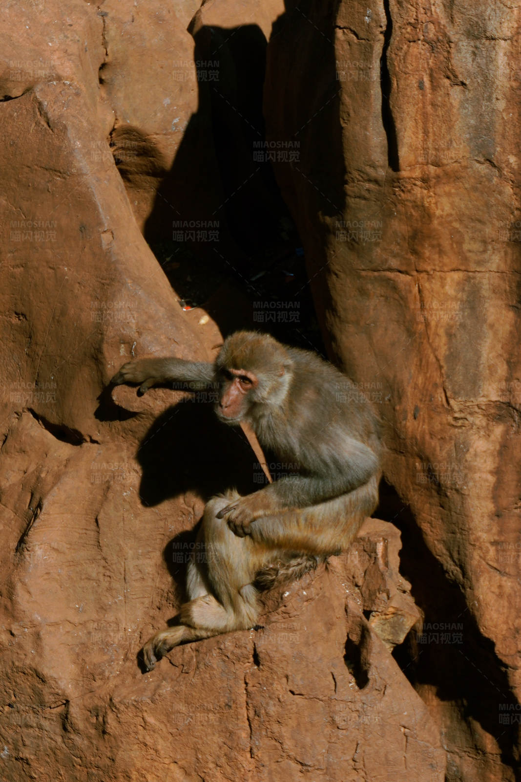 猴子在岩石上休息图片