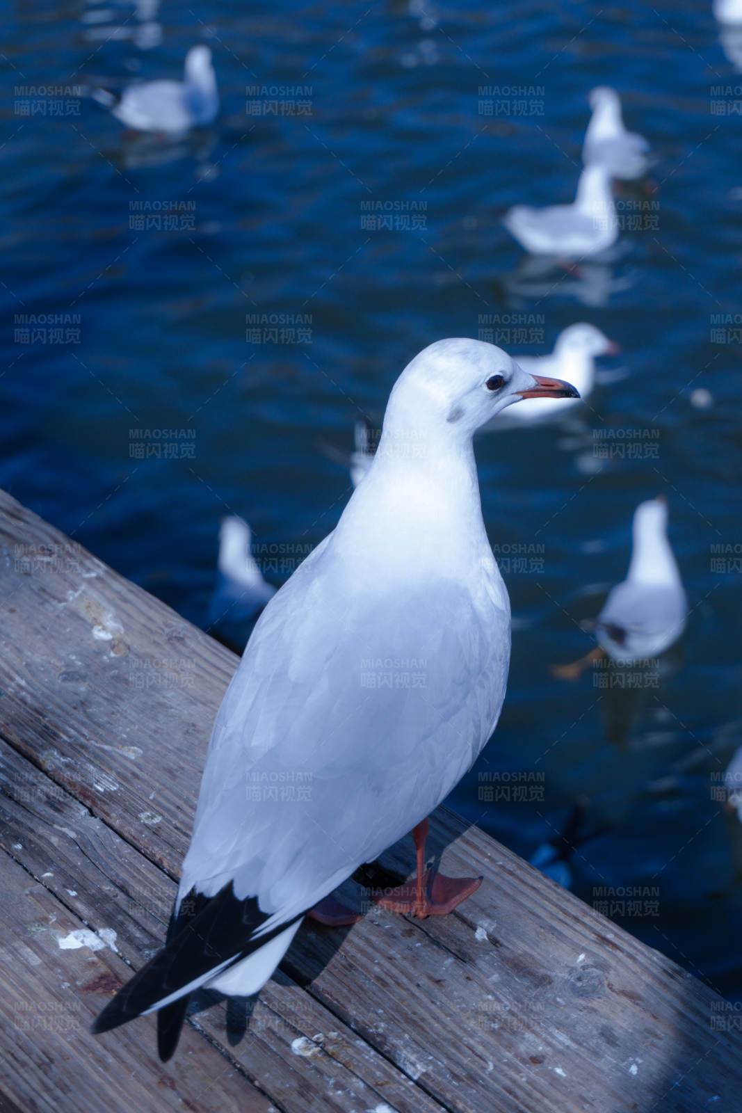 海鸥栖息码头图片