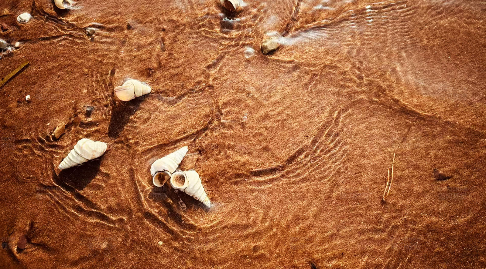 沙滩贝壳与波纹图片