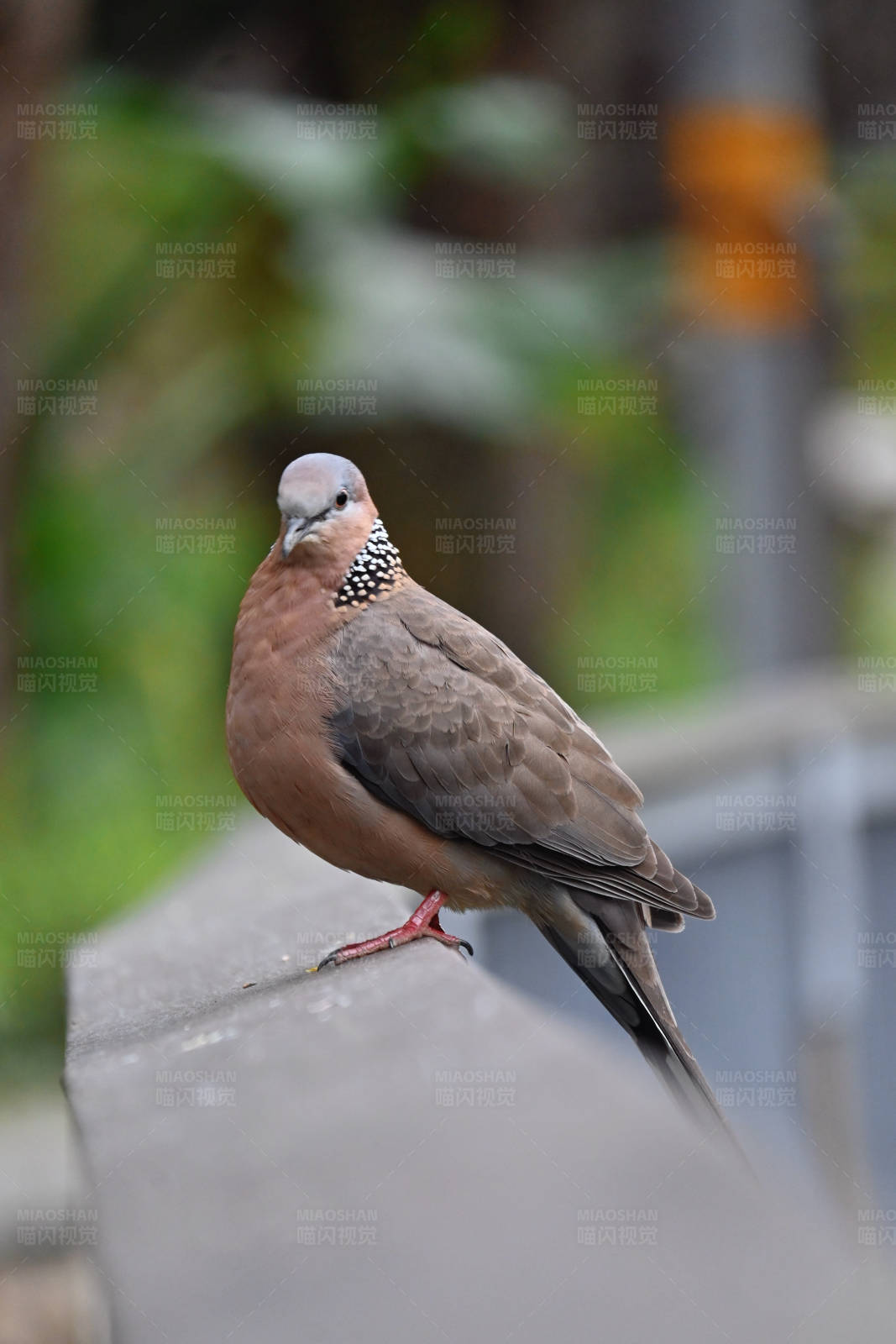珠颈斑鸠栖息图片