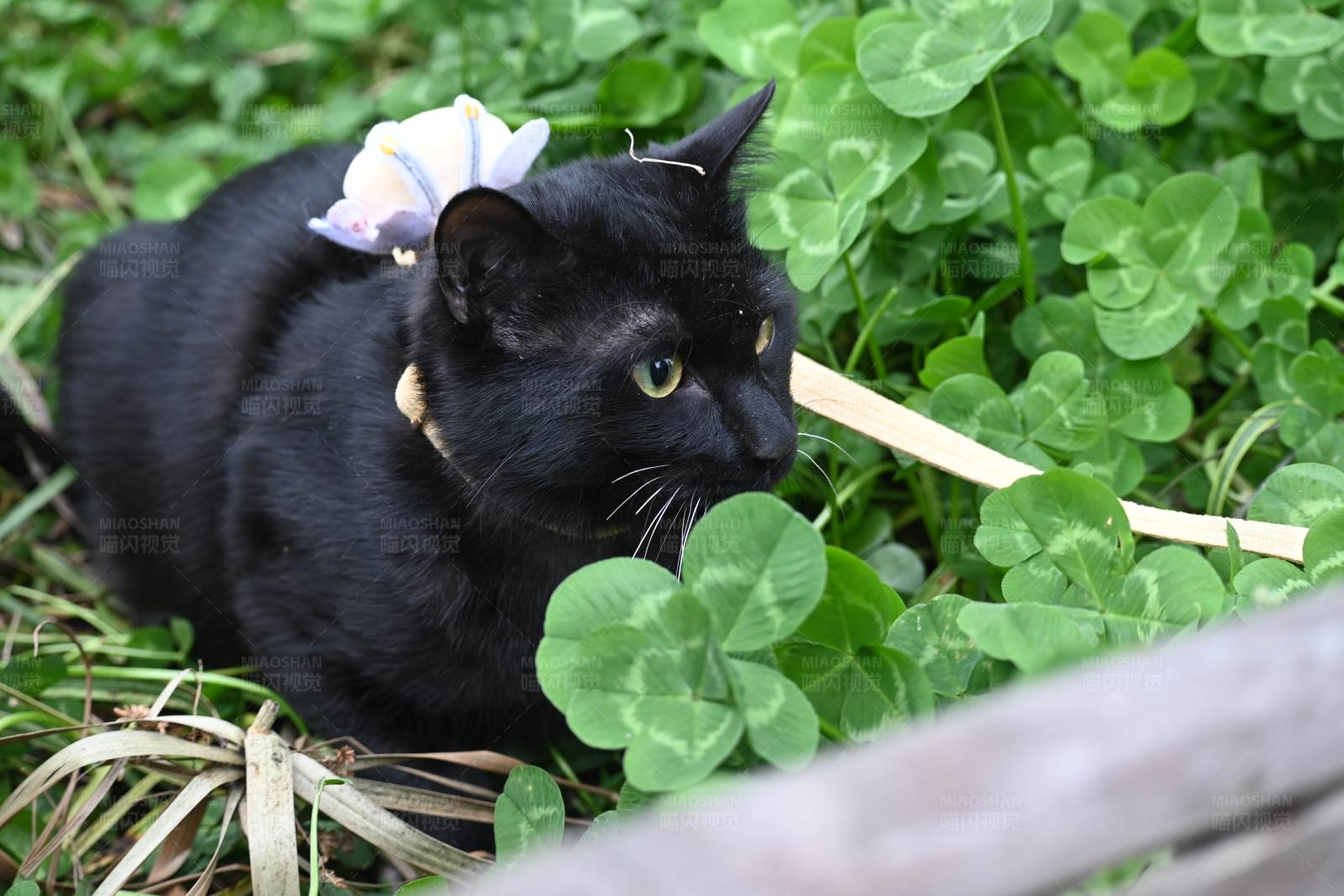 黑猫与四叶草图片