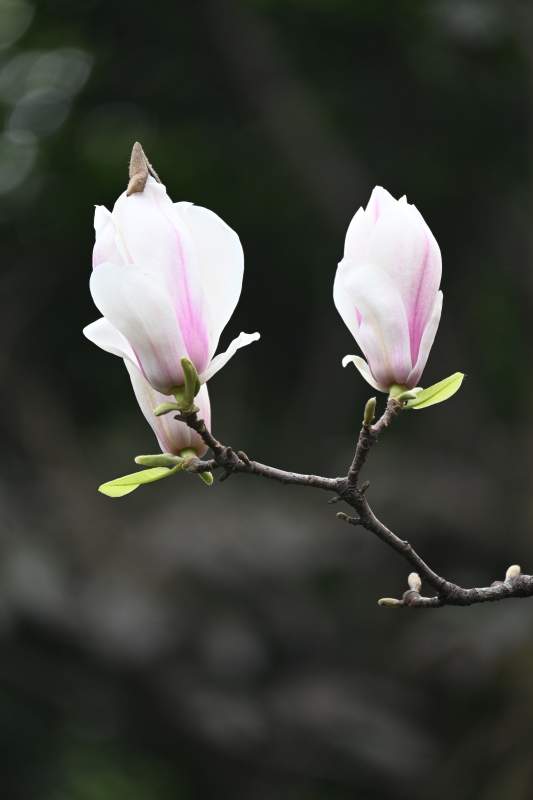 两朵玉兰花图片