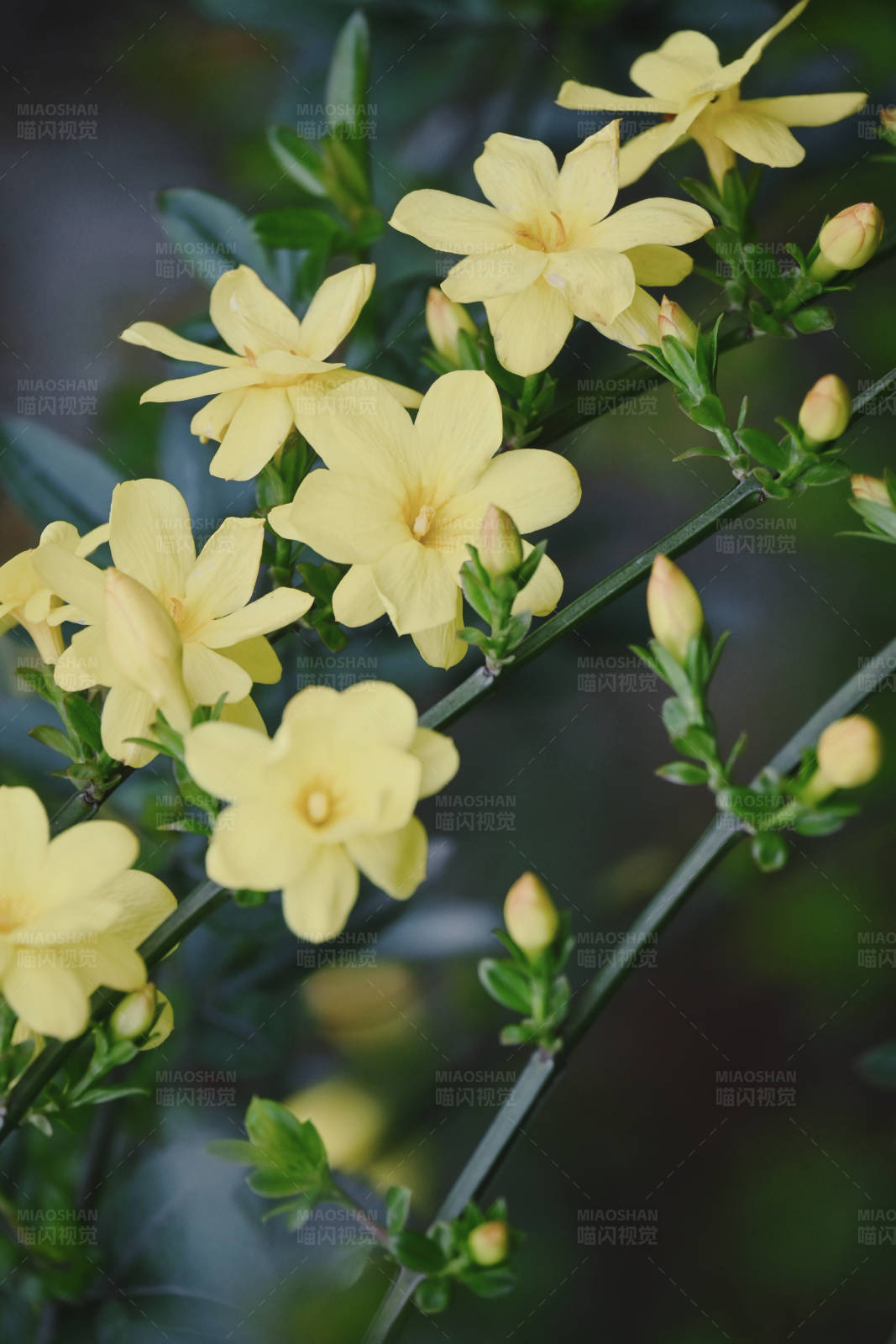 黄色花朵绽放图片