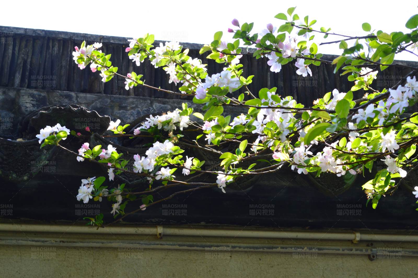 墙头盛开的白色花朵图片