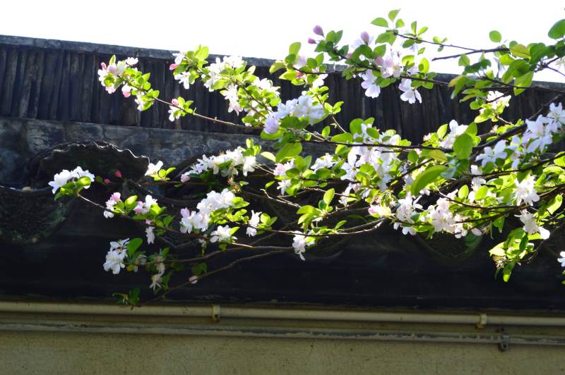 墙头盛开的白色花朵图片