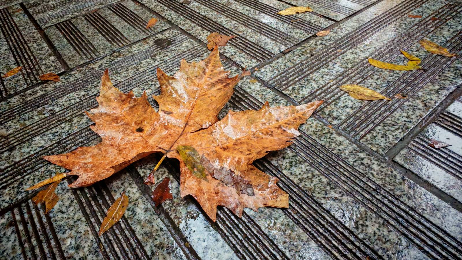 秋叶落在湿地上图片