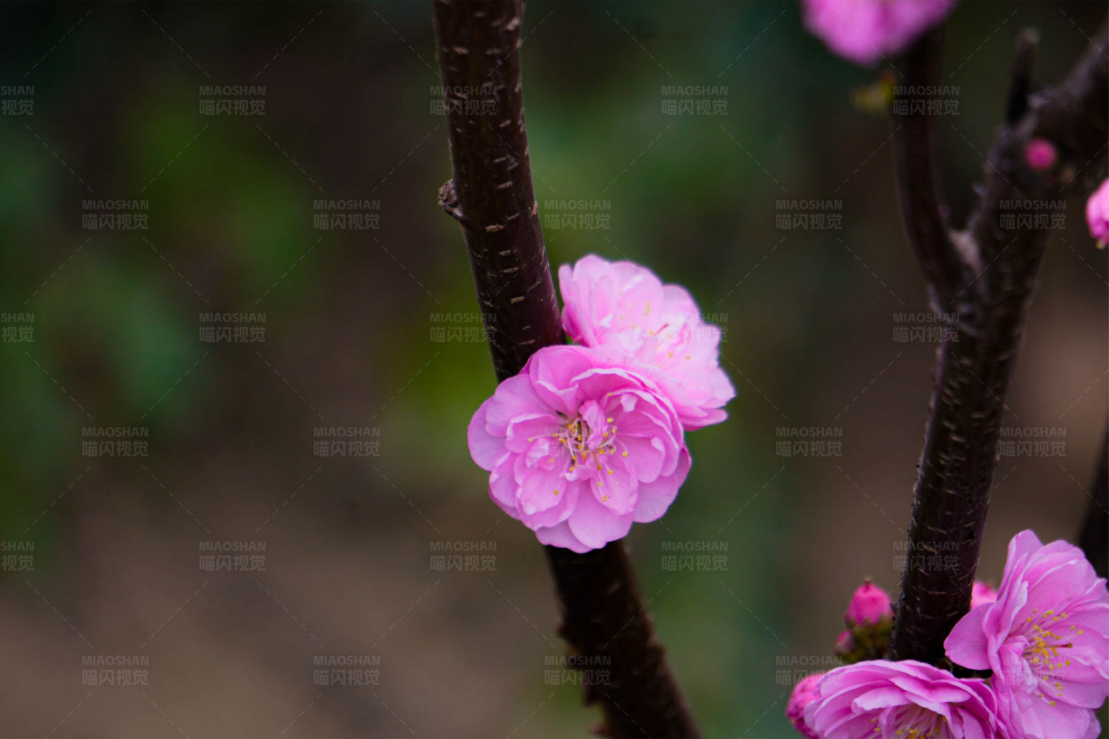 粉色梅花绽放图片