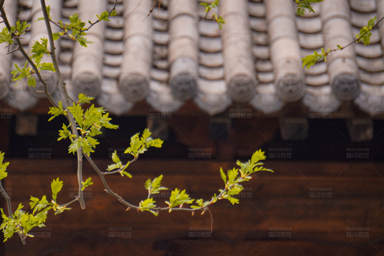 春日古檐新绿图片