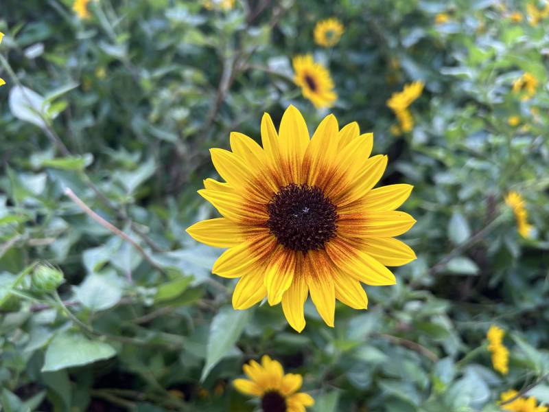 阳光下的向日葵图片