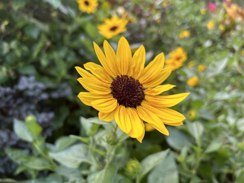 阳光下的黄色花朵图片