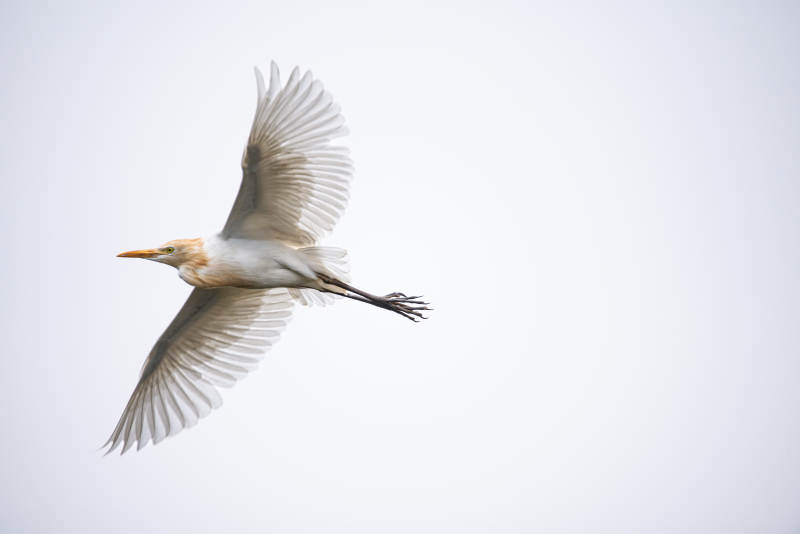 牛背鹭展翅高飞图片