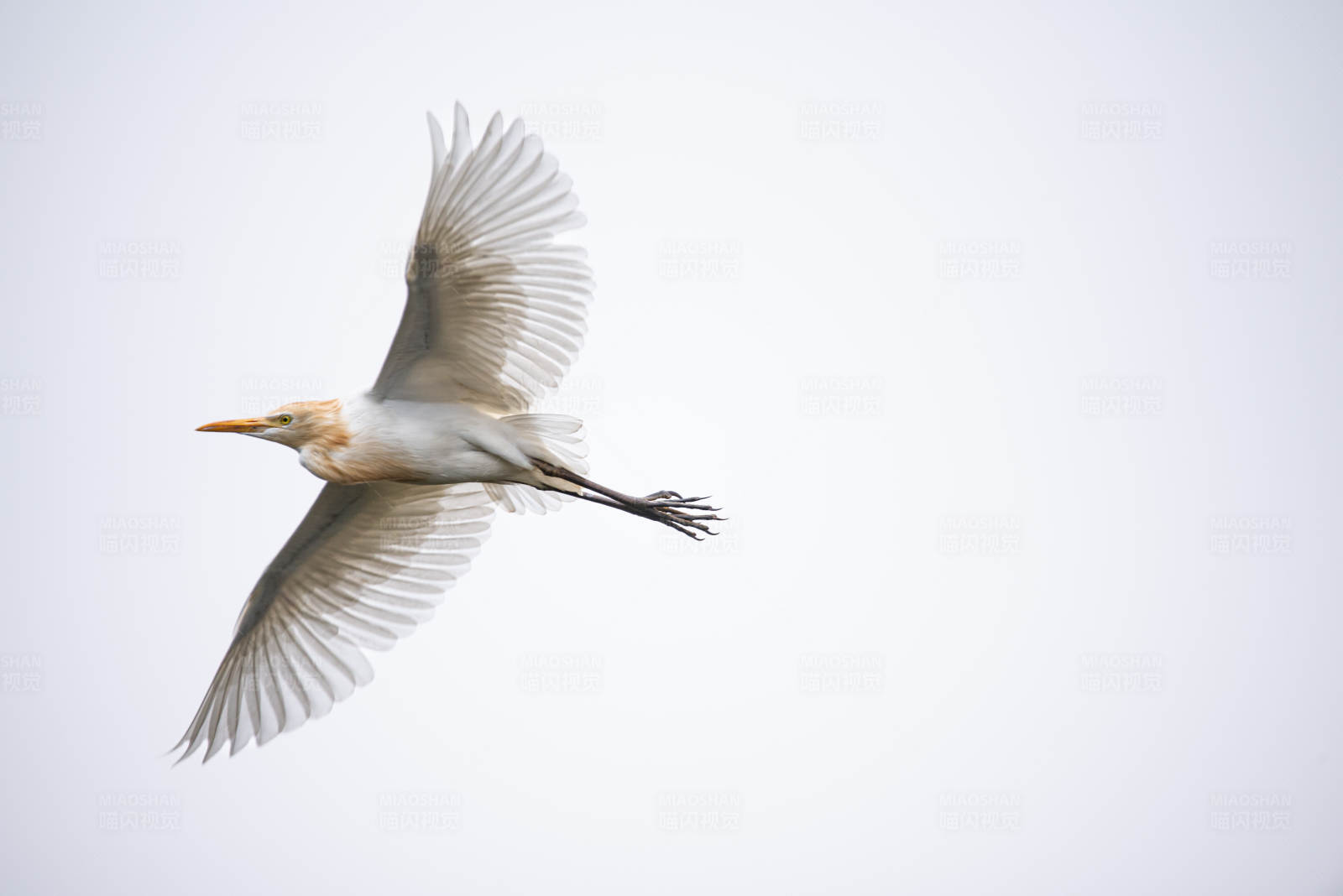 牛背鹭展翅高飞图片
