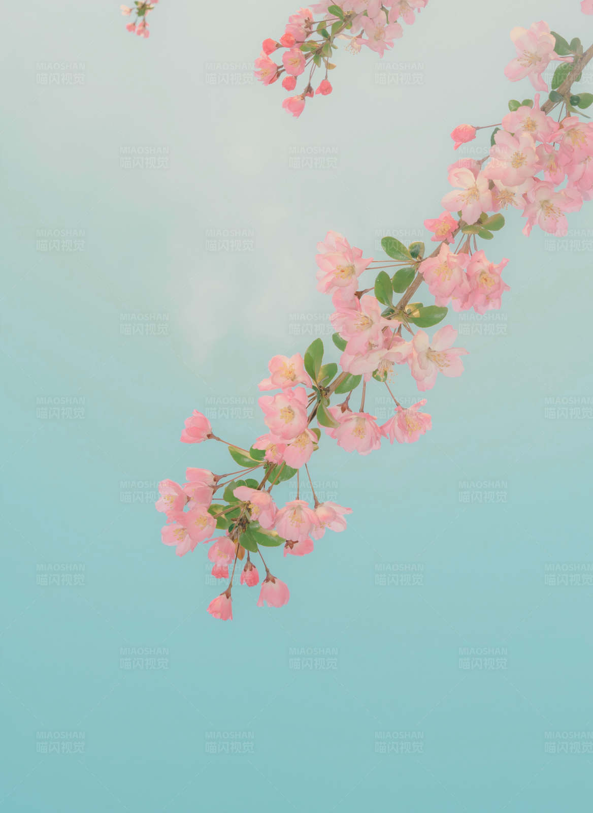 春日海棠花绽放图片