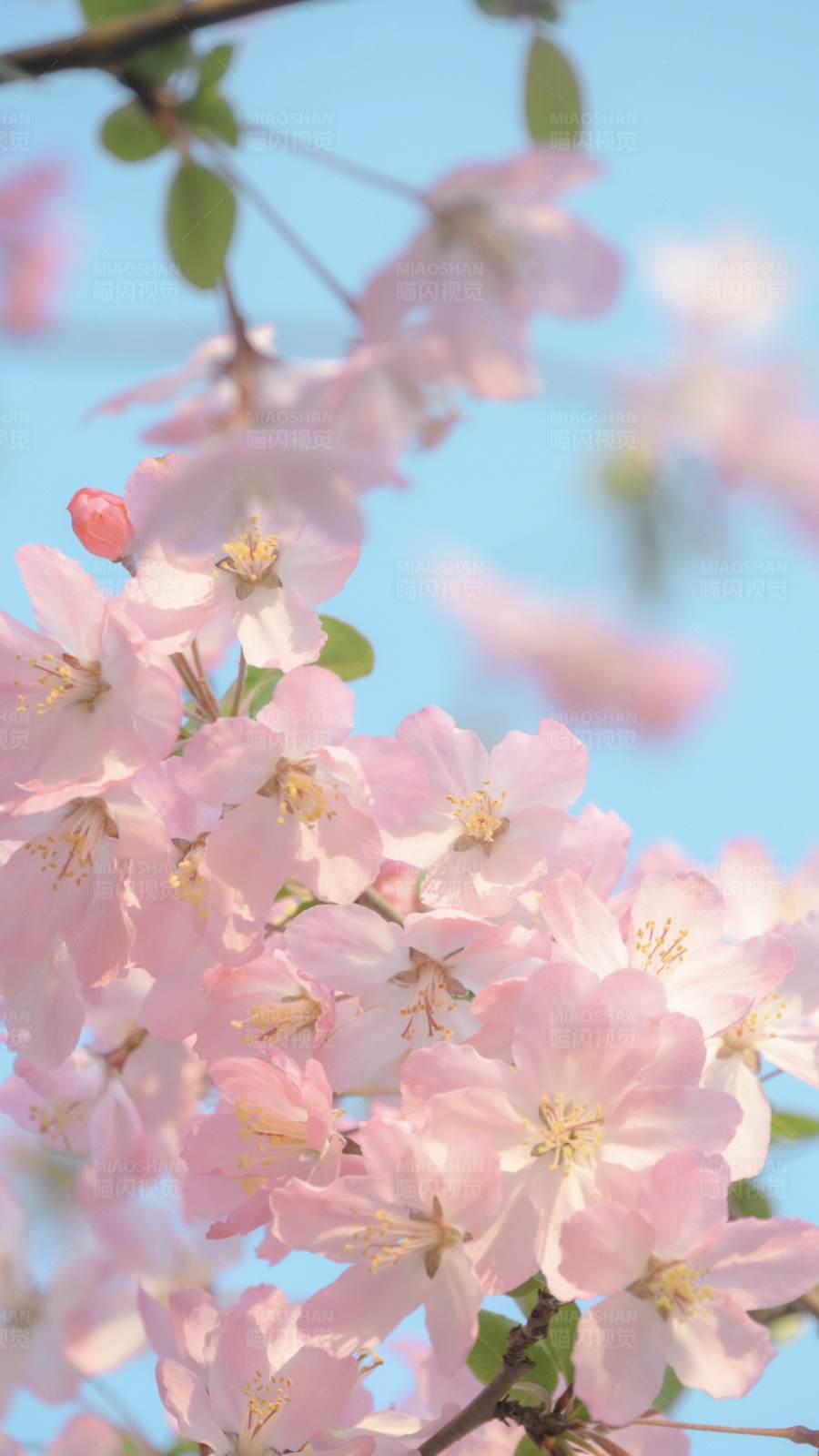 春日海棠花绽放图片