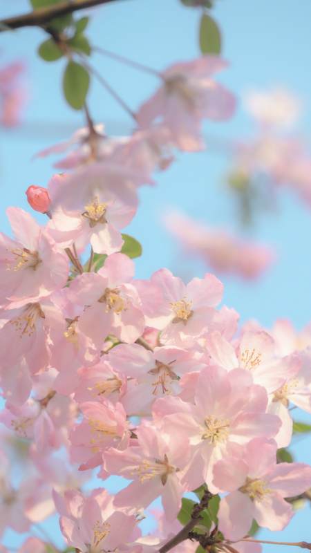 春日海棠花绽放图片