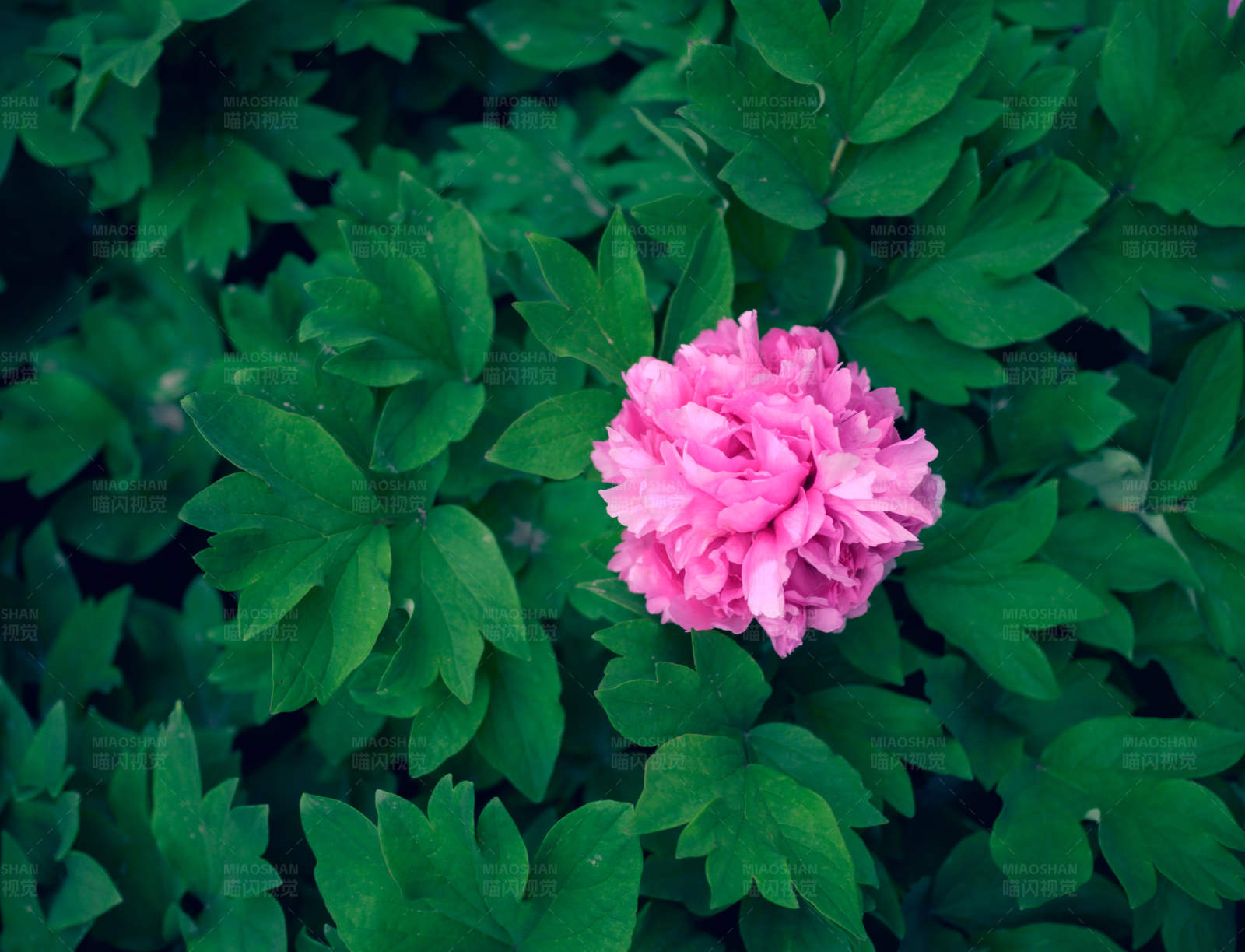 绿叶丛中一点红图片