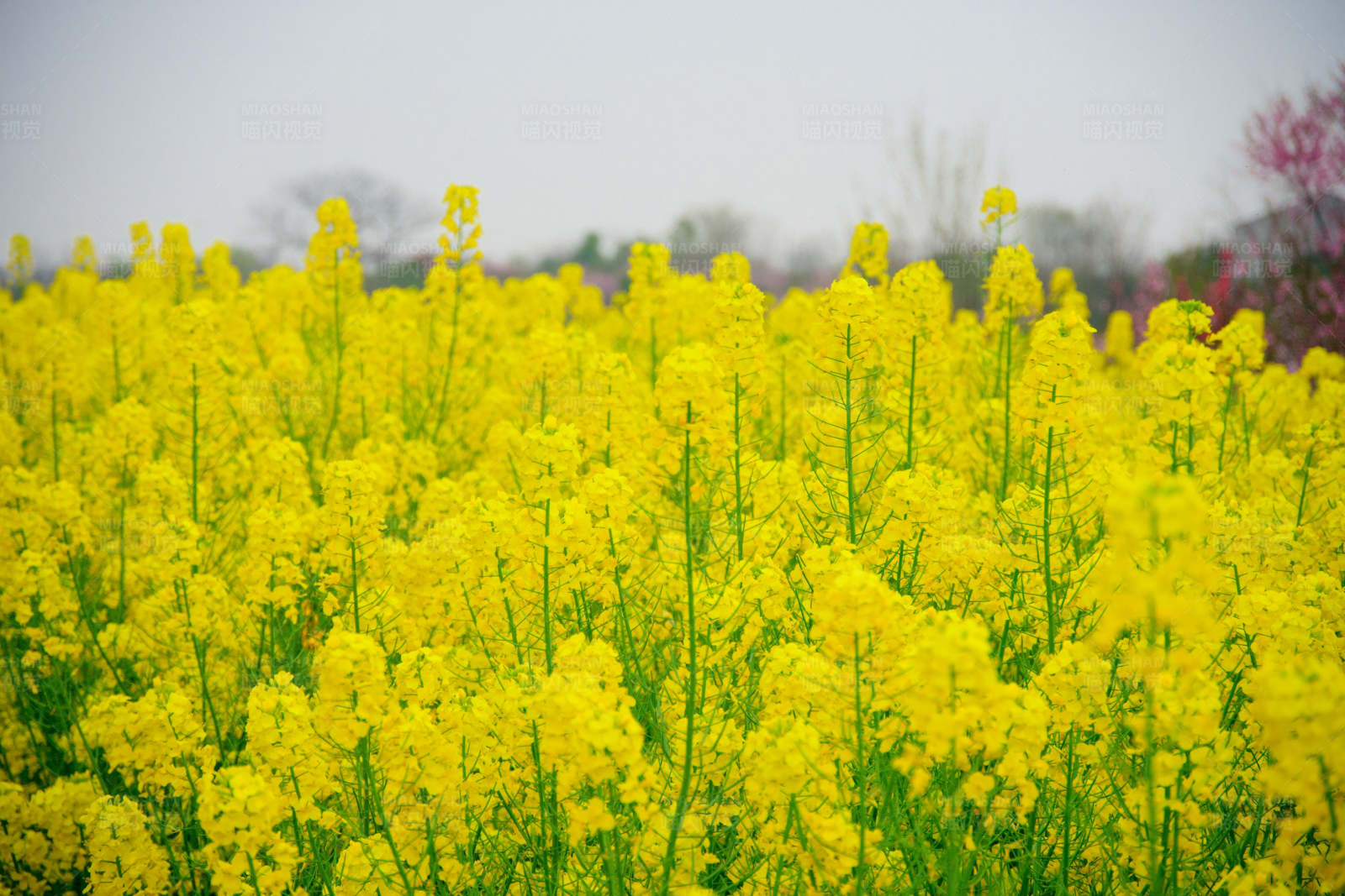 金黄油菜花田图片
