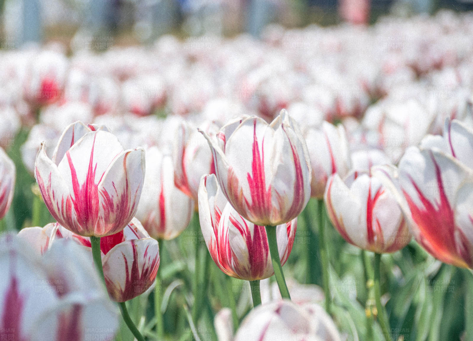 白色郁金香上的红色条纹图片