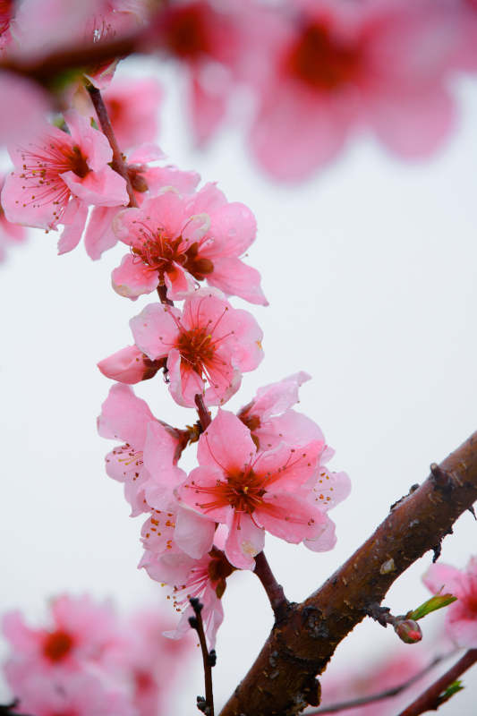 春日桃花盛开图片