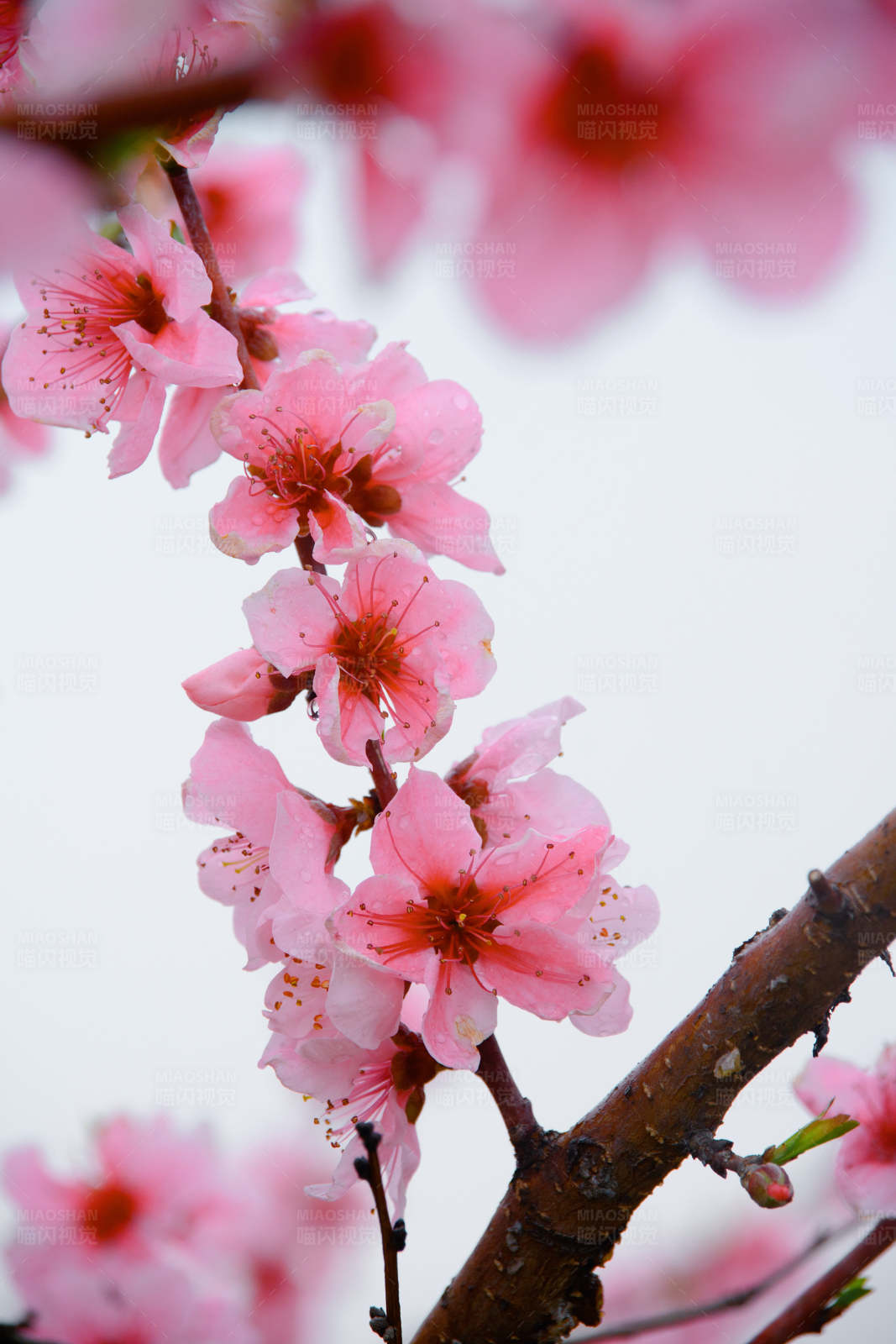 春日桃花盛开图片