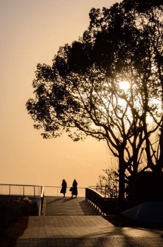 夕阳下的散步者图片
