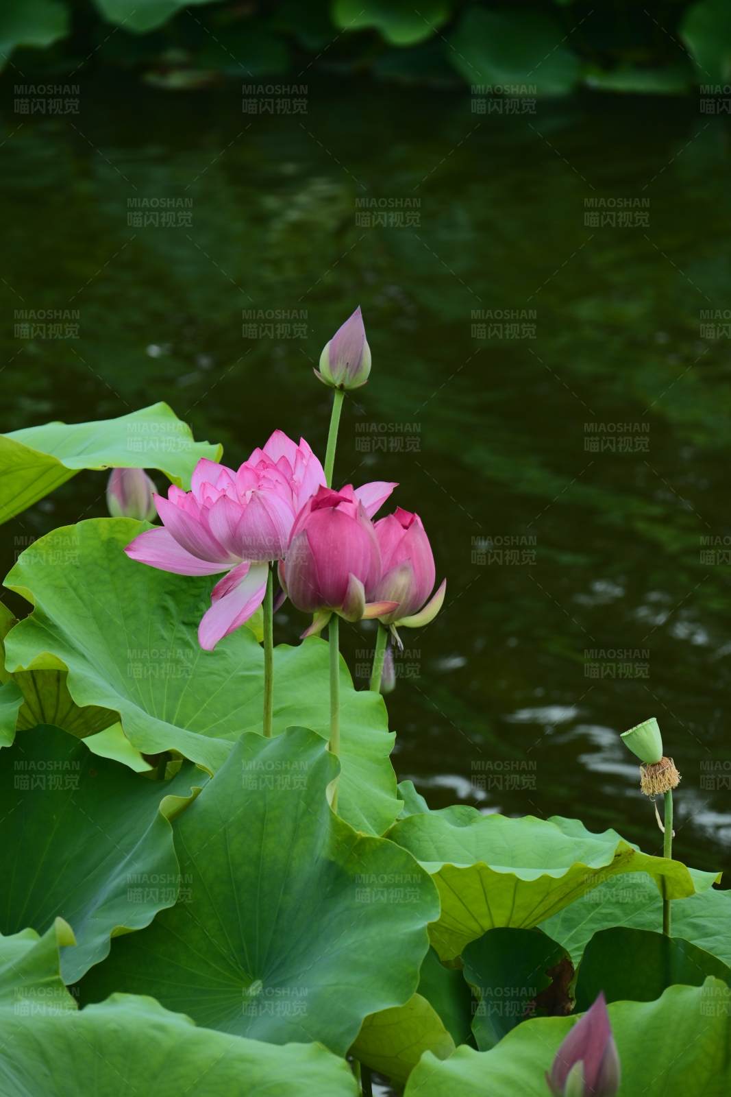 池塘里的粉色莲花图片