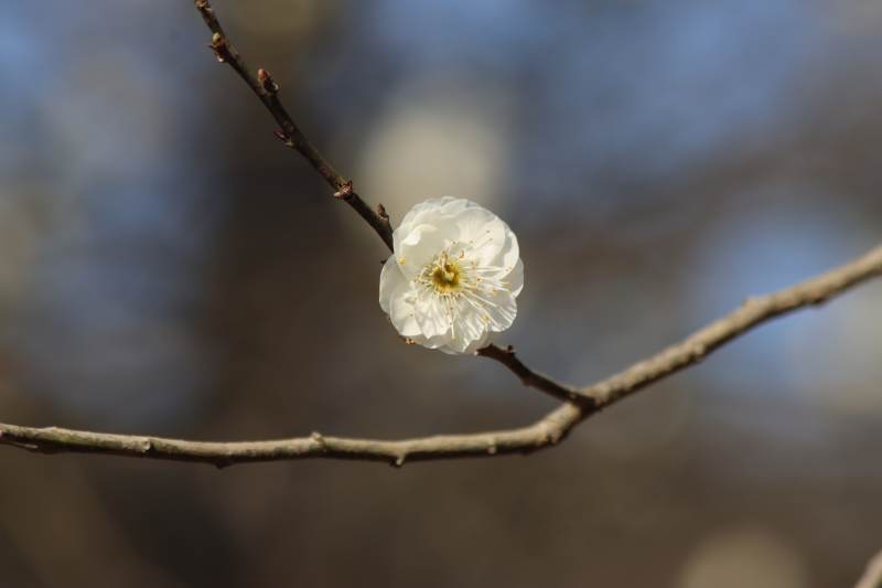 冬日寒梅独放图片