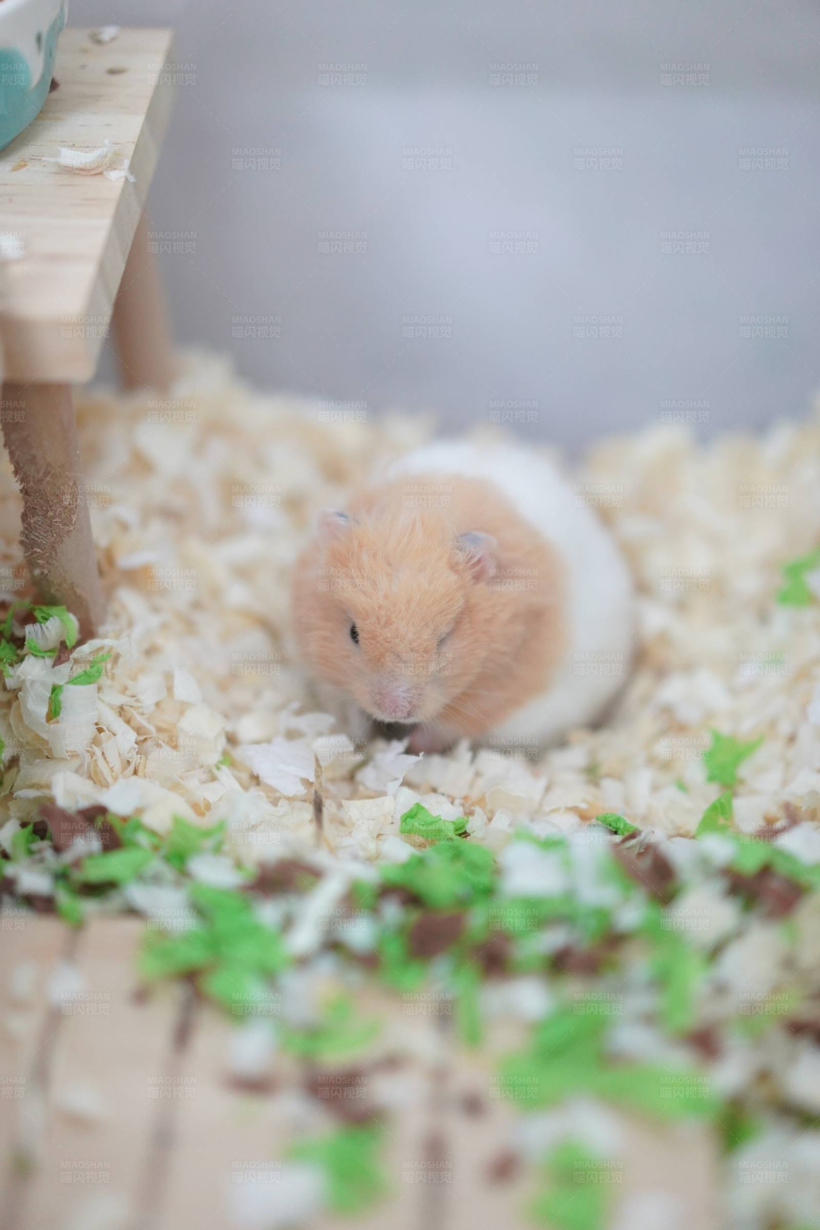 小仓鼠的悠闲时光图片