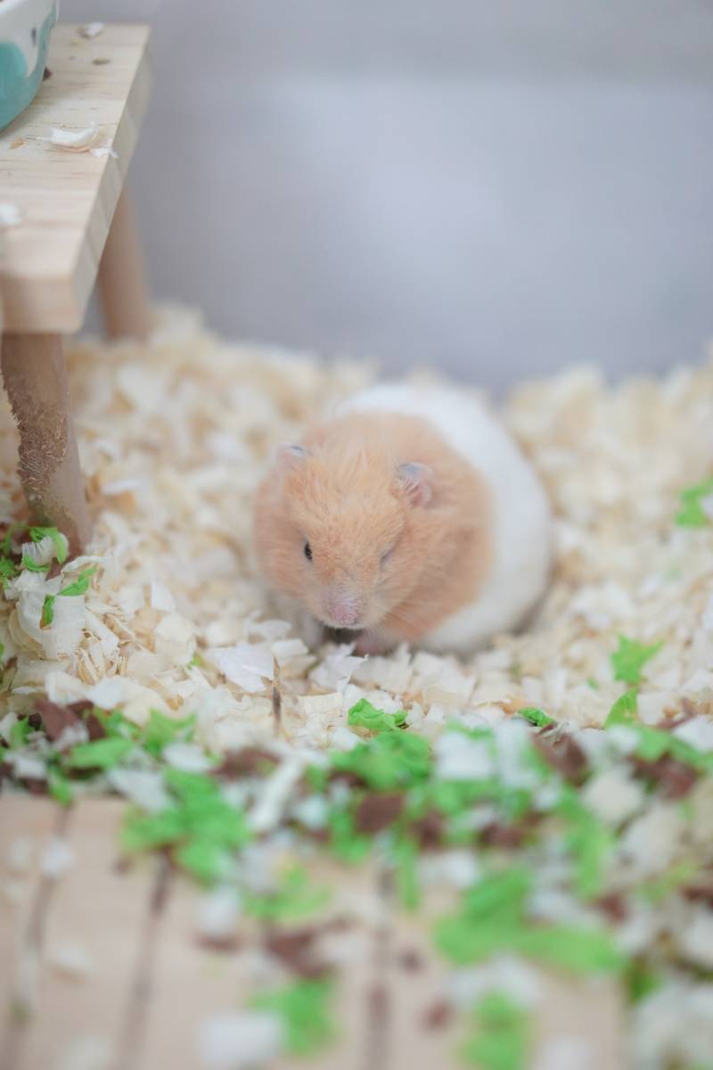 小仓鼠的悠闲时光图片