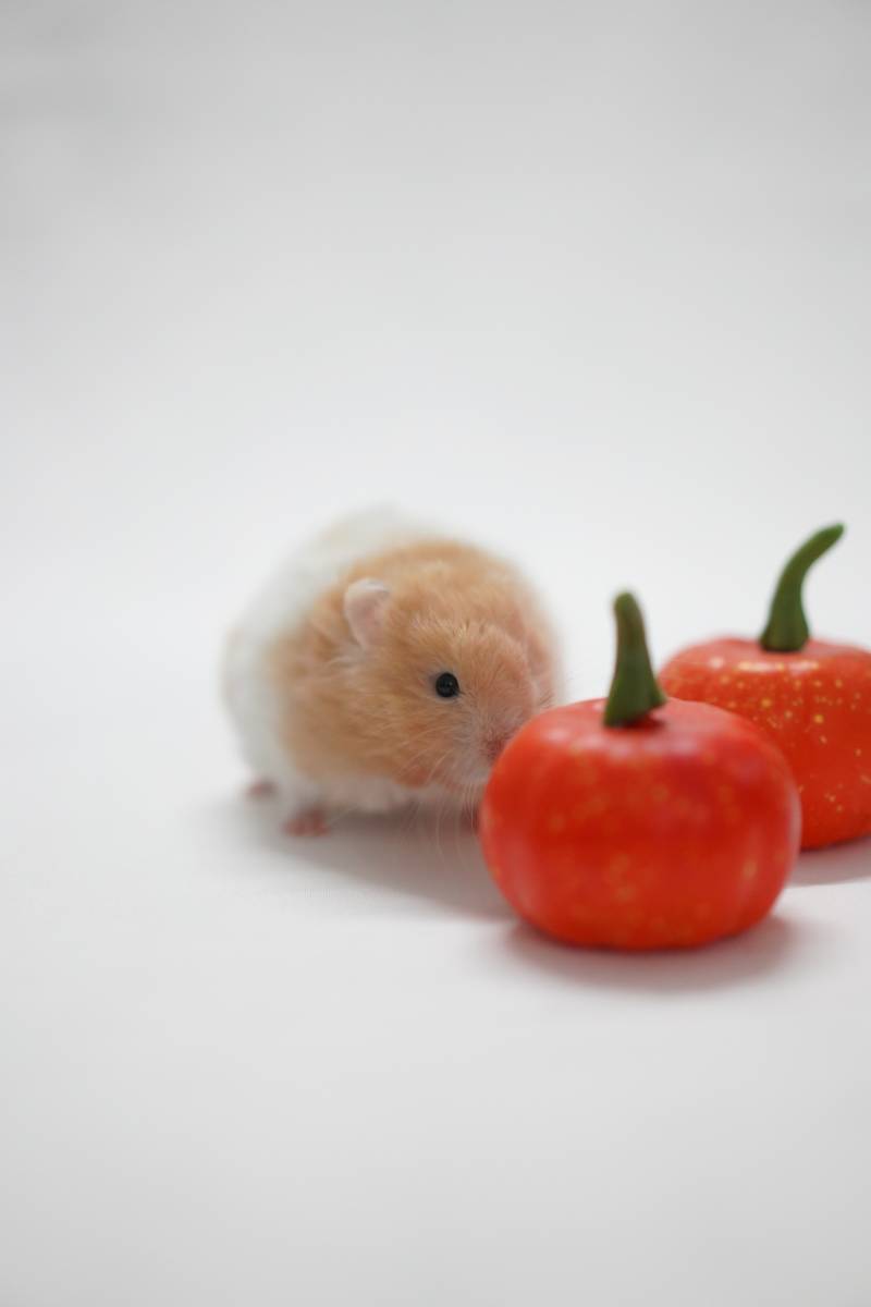 仓鼠与红果的相遇图片