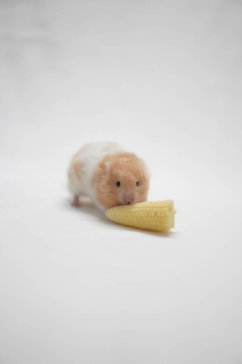 仓鼠与玉米的美食时光图片