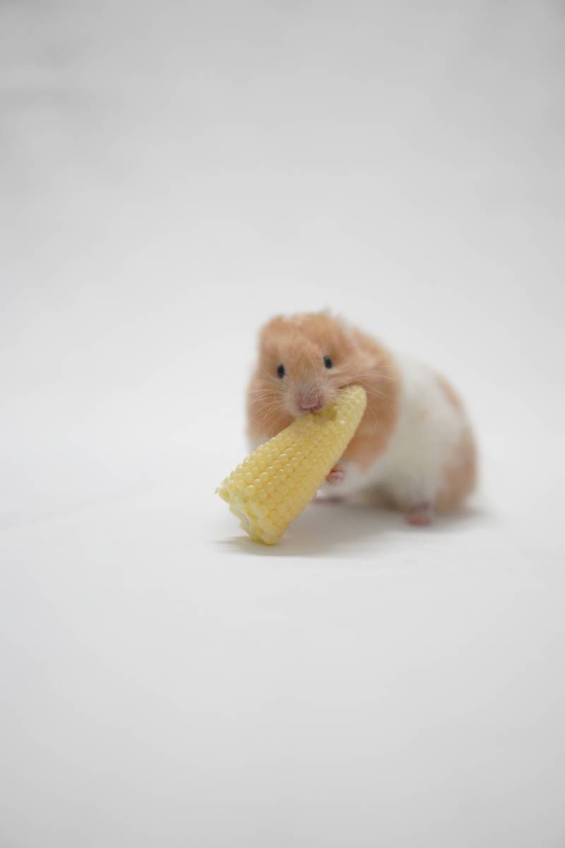 仓鼠与玉米的美食时光图片