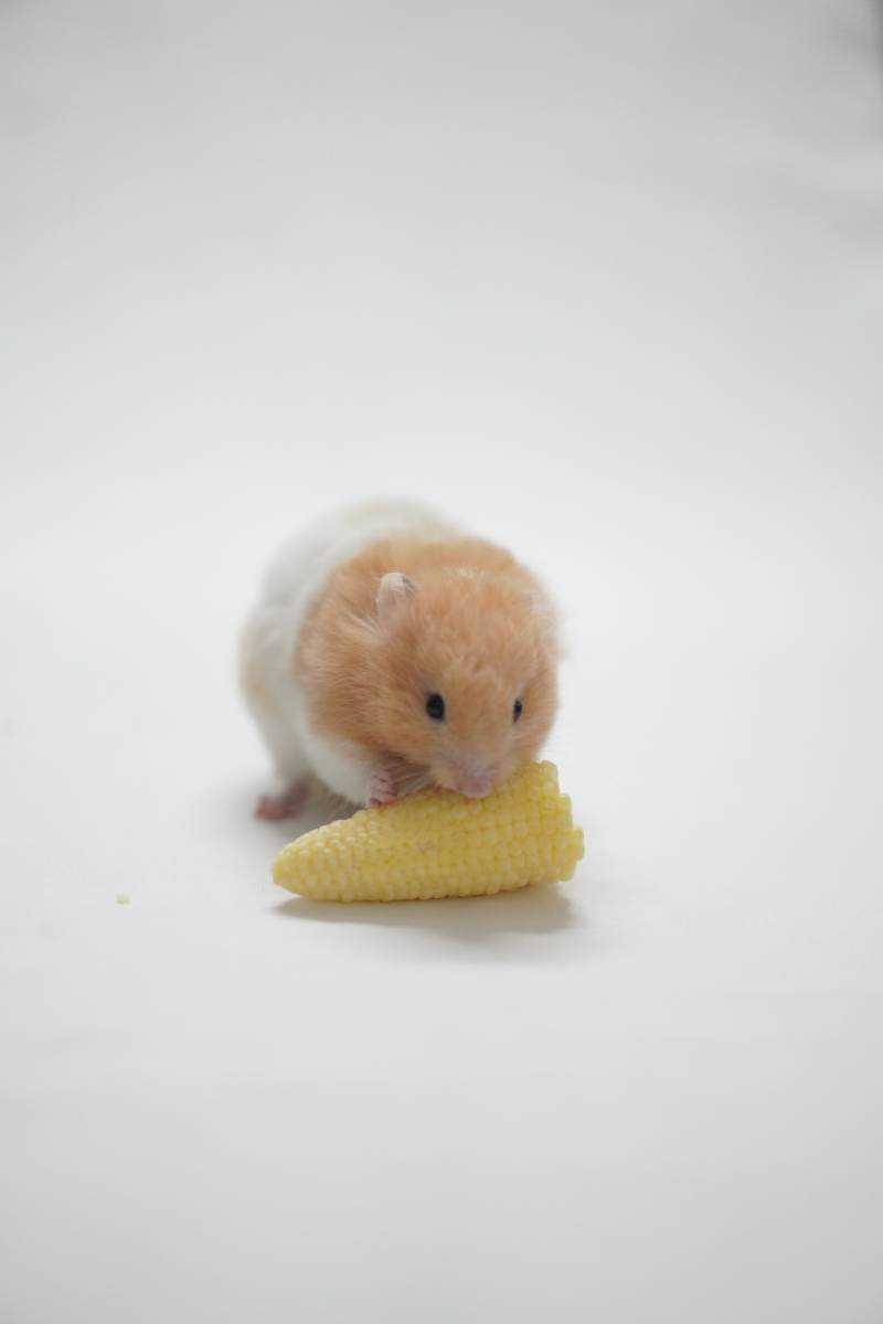 小鼠与玉米的美食时光图片