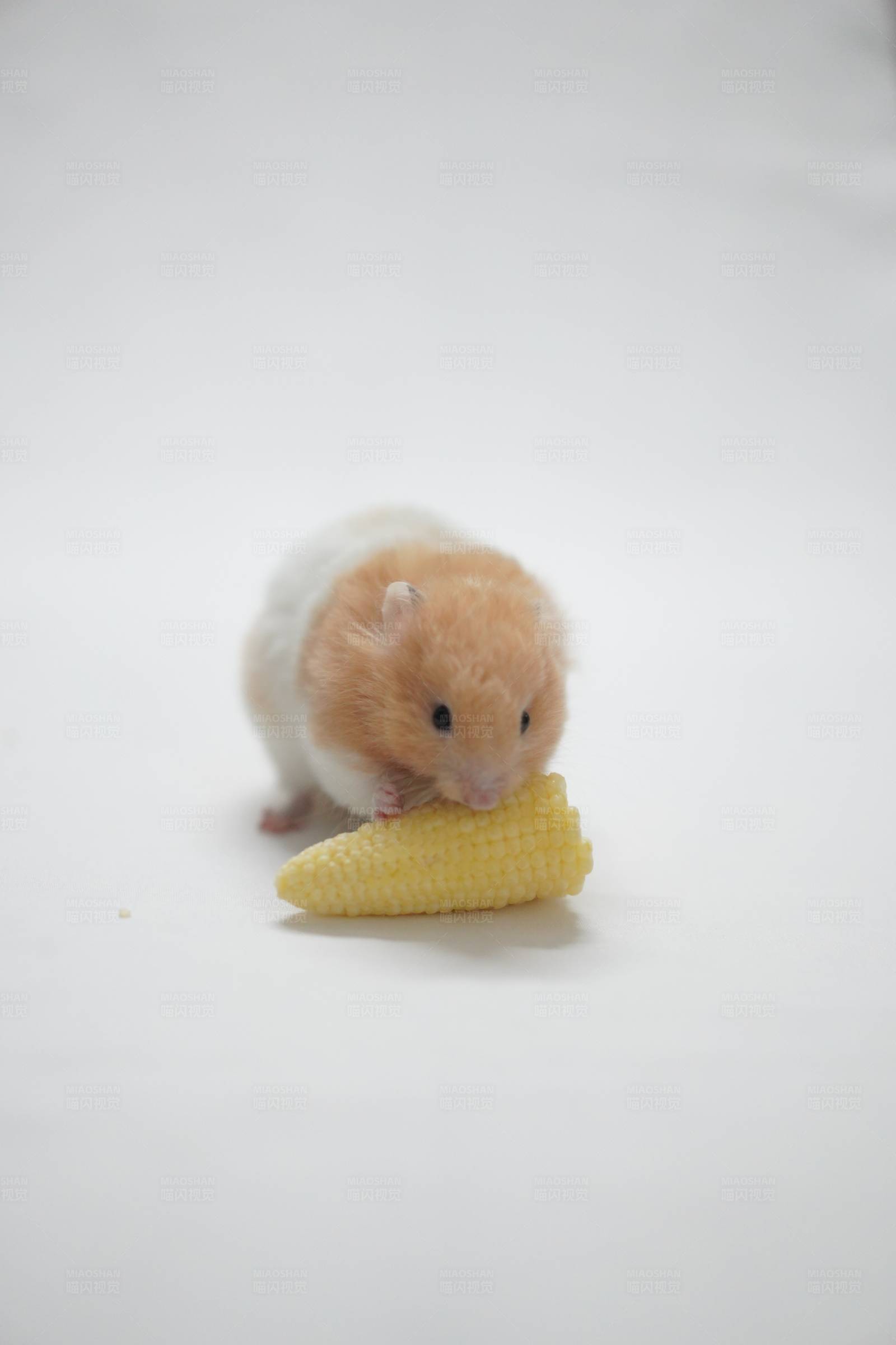 小鼠与玉米的美食时光图片