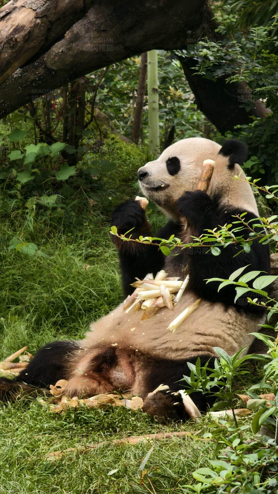 熊猫享受美食时光图片