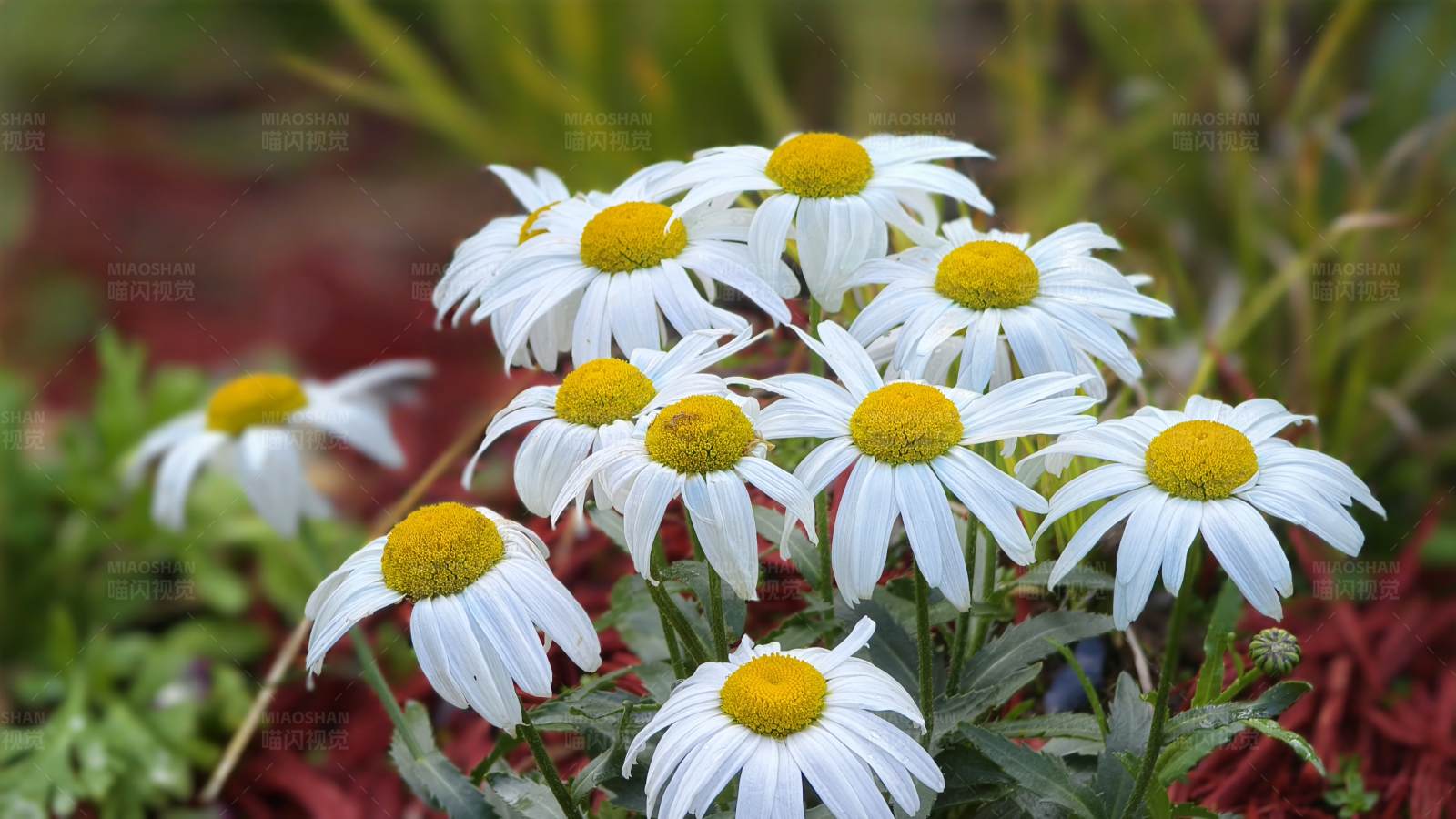雏菊盛开在花园里图片