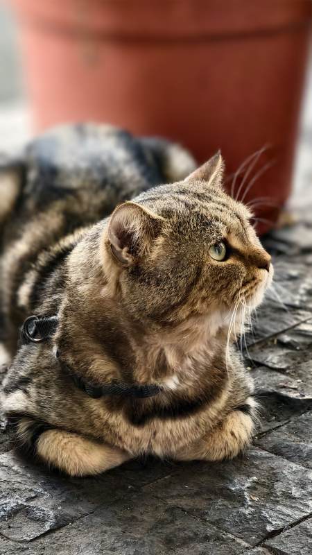 猫咪静谧时光图片