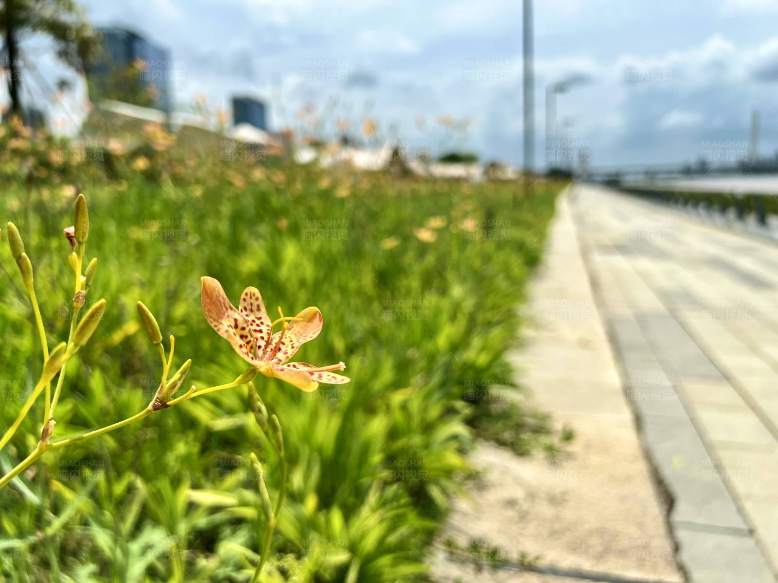 路边的野花图片