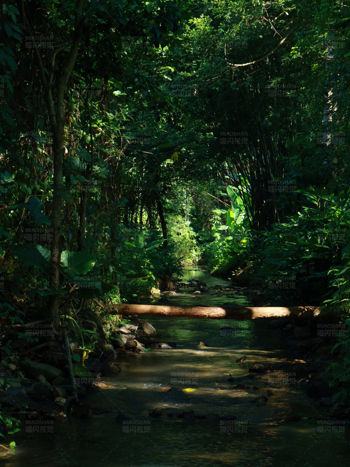 森林溪流图片