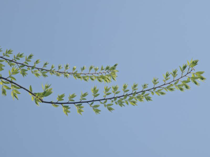 绿叶枝头映蓝天图片