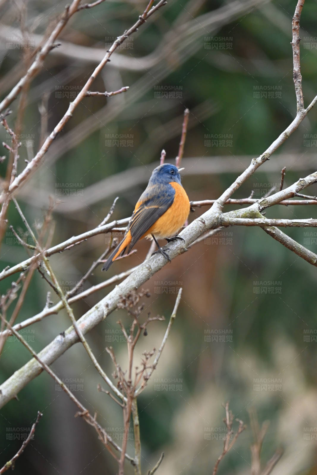橙腹蓝鹟栖息枝头图片