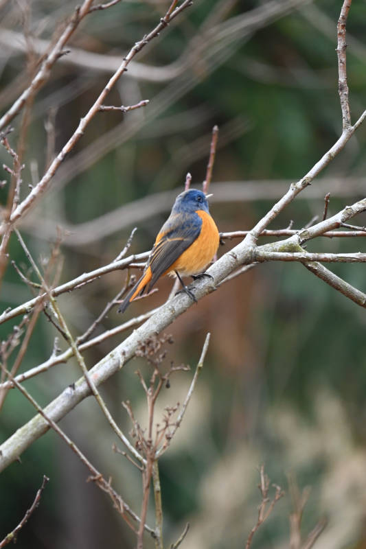 橙腹蓝鹟栖息枝头图片