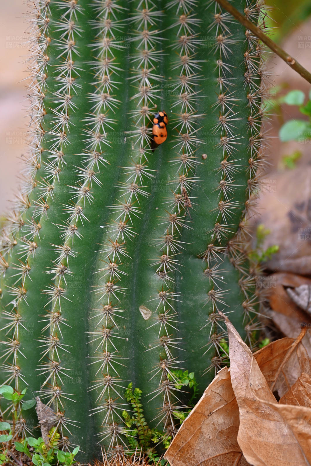 仙人掌上的瓢虫图片