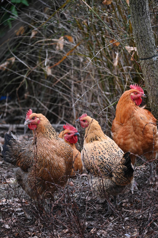 林间漫步的鸡群图片