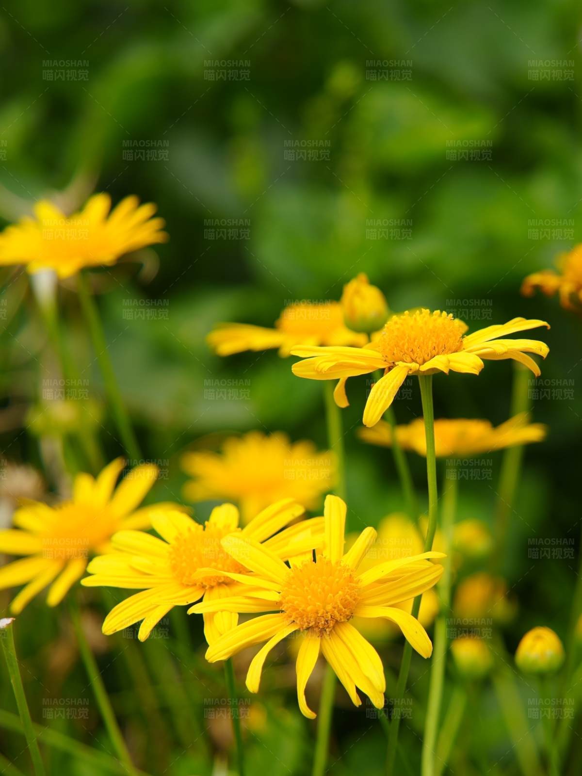 黄色雏菊绽放图片