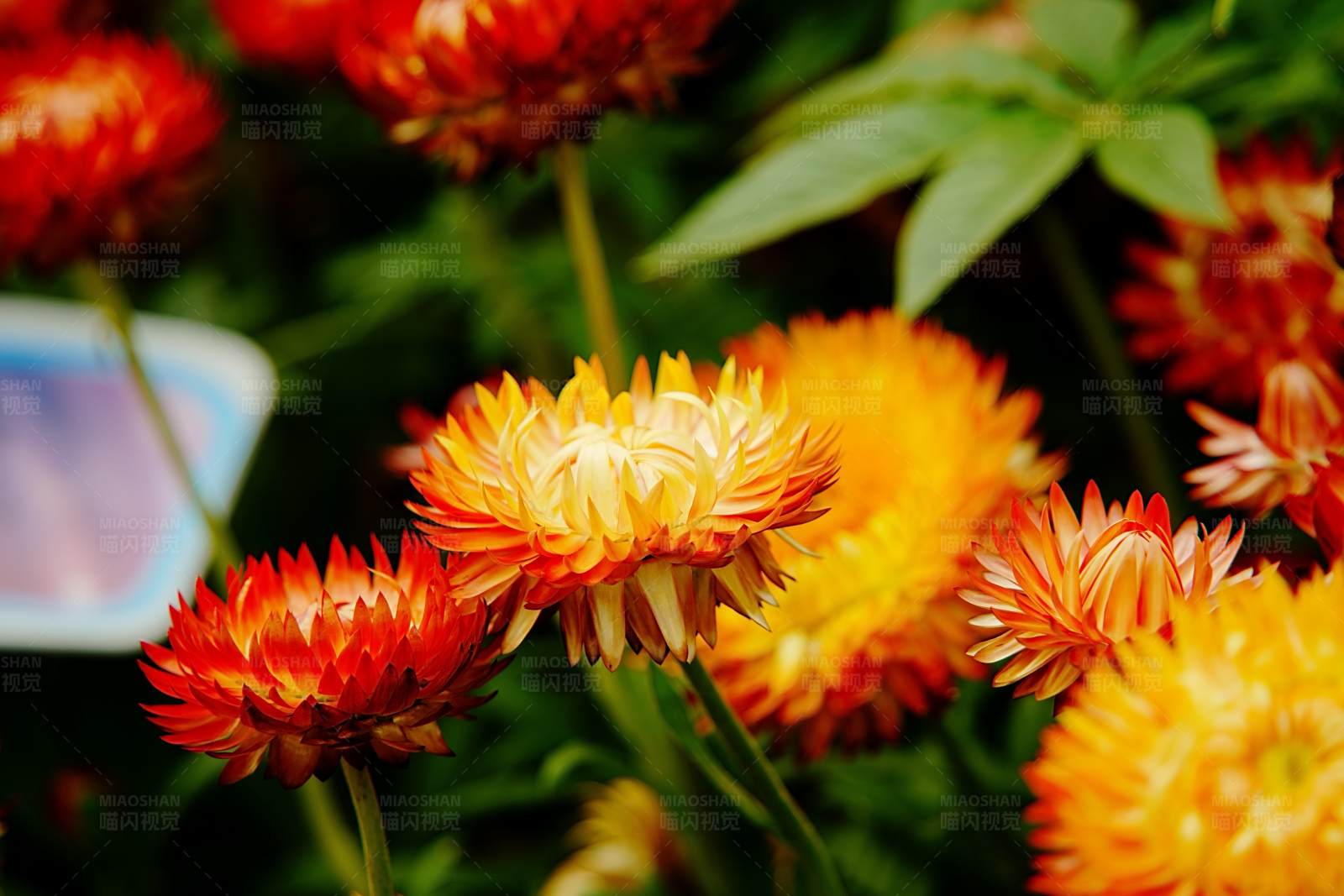 秋日艳阳下的花海图片