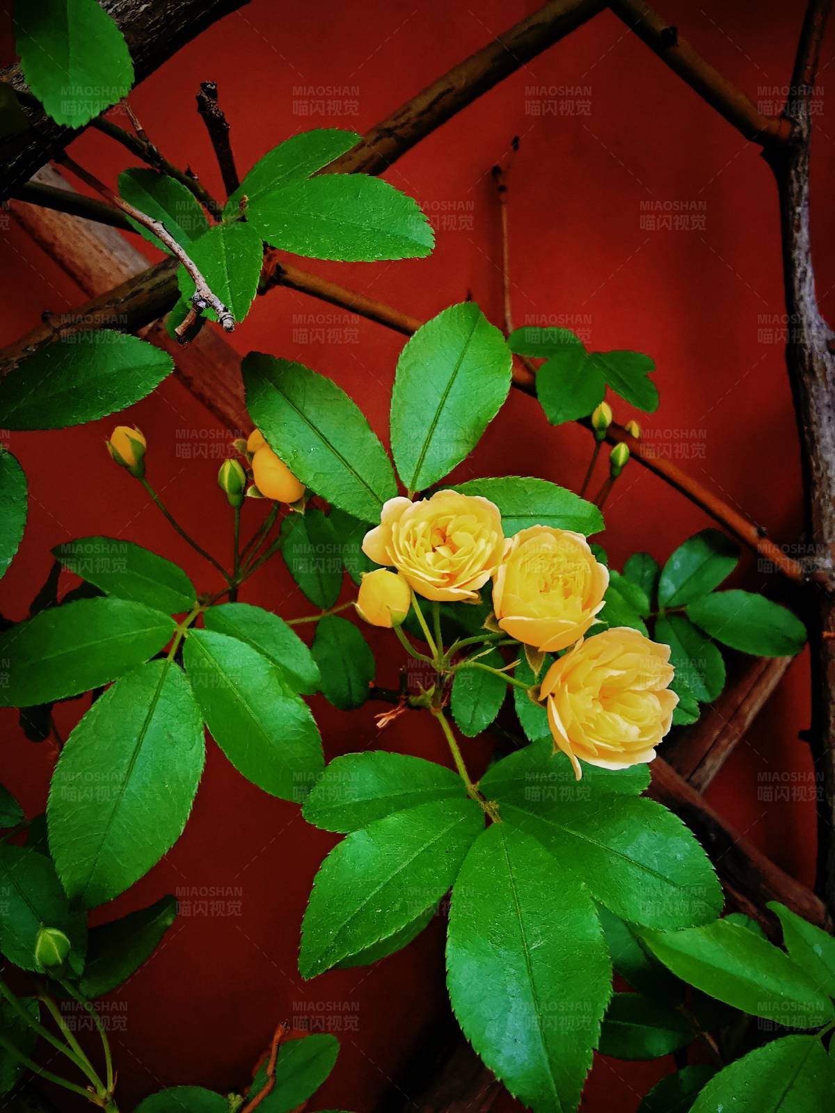 黄玫瑰与红墙图片