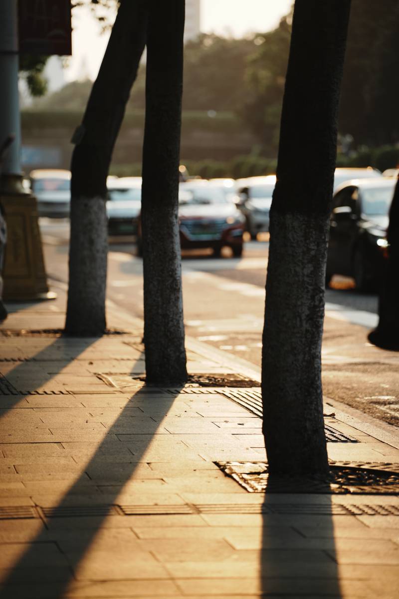 夕阳下的城市树影图片