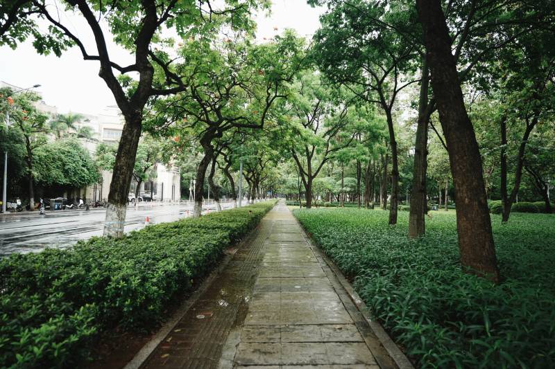 城市绿荫下的宁静小径图片